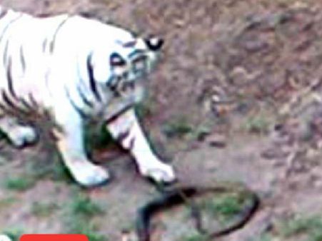 മൂര്‍ഖന്‍ പാന്പുമായി ഏറ്റമുട്ടിയ വെള്ളക്കടുവ കടിയേറ്റ് ചത്തു, വീഡിയോ കാണൂ