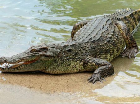 ഗര്‍ഭിണിയായ ഭാര്യയെ കൊന്നു തിന്ന മുതലയെ കൊന്ന് ഭര്‍ത്താവ് പകവീട്ടി