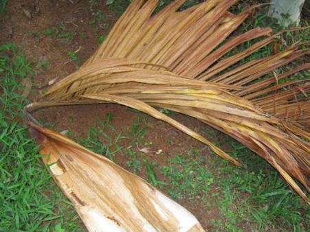 ഇതാണോ വല്യ കണ്ടുപിടിത്തം?ഇതൊക്കെ മലയാളി വളരെ മുന്പേ കണ്ട് പിടിച്ചതാ അറബീ..വീഡിയോ കാണൂ