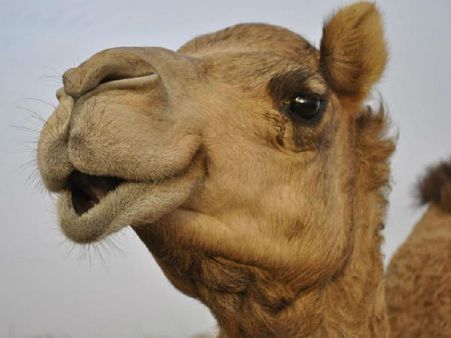 ഒട്ടകം രണ്ട് പേരെ കടിച്ചു... ഒരാള്‍ മരിച്ചു