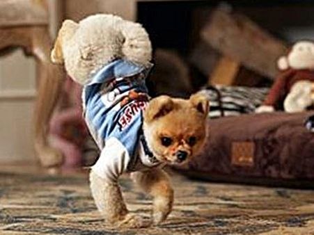 ആറുകോടിരൂപ സമ്പാദ്യം വളര്‍ത്തു നായയ്ക്ക്