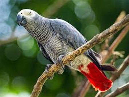 തത്തയെ പിടിച്ചുകൊടുക്കാമോ, ടെക്കി 10000 രൂപ തരും!