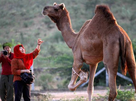 'ലാലിസത്തെ' പാട്ടെന്ന് വിളിയ്ക്കാമെങ്കില്‍..ഇത് ഡാന്‍സാണ്..വീഡിയോ കാണൂ