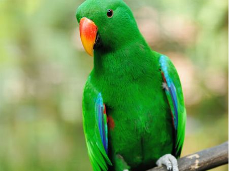 ചോറും കറിയും ചോദിച്ച് വാങ്ങുന്ന ഒരു തത്തമ്മ കുട്ടി, വീഡിയോ കാണൂ