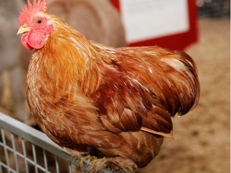 കോഴി വാങ്ങിയാല്‍ ഹന്‍സ് ഫ്രീ; പോലീസ് റെയ്ഡില്‍ കടയുടമ കുടുങ്ങി