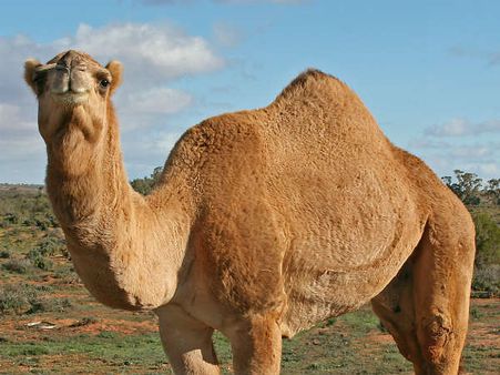 ഭാര്യക്ക് 'പ്രേമം' ഒട്ടകത്തിനോട്.. ഭര്‍ത്താവ് മൊഴി ചൊല്ലി