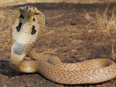 കാറിനുള്ളില്‍ പാമ്പ്... എത്ര ദിവസായെന്നറിയാമോ?