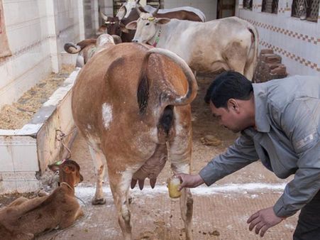 ചാണകവും ഗോമൂത്രവും അര്‍ബുദം തടയുമെന്ന് ബിജെപി എംപി