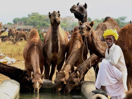 ഒട്ടകത്തെ കൊല്ലല്ലെ പണികിട്ടും