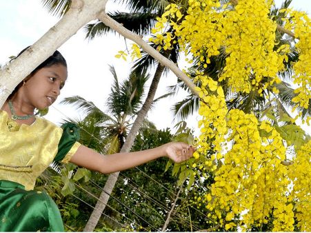 എല്ലായിടത്തും കൃഷ്ണന്‍ കണ്‍ഫ്യൂഷനായല്ലോ... കൊന്നപ്പൂവിന് മരം കയറാം ന്യൂജെന്‍ വിഷു കാഴ്ചകള്‍