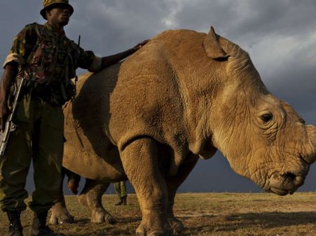 വിവിഐപി പരിഗണനയില്‍ ലോകത്തെ ഏക വെള്ള കാണ്ടാമൃഗം, സംരക്ഷണം കുഞ്ഞ് ജനിയ്ക്കാന്‍