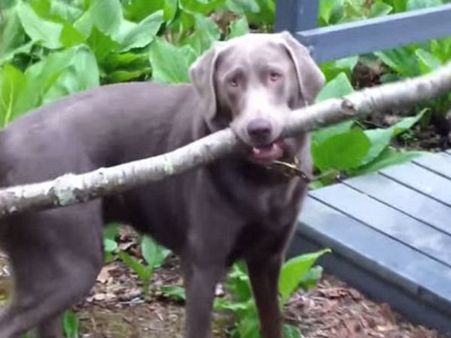 പട്ടിയ്ക്കും ഇങ്ങനെയൊക്കെ ചെയ്യാന്‍ പറ്റുമോ? പറ്റുമെന്നേ..വീഡിയോ കണ്ട് നോക്കൂ