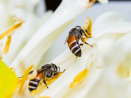 ജനനേന്ദ്രിയത്തില്‍ 12 തേനീച്ചകള്‍... വടകരക്കാരന്റെ വിധി!