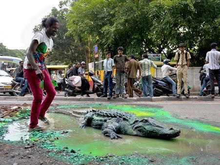 ബെംഗളൂരുവിലെ തിരക്കേറിയ റോഡില്‍ ചീങ്കണ്ണി