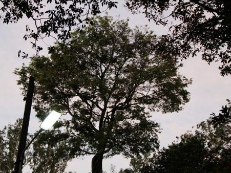 പൂമരങ്ങള്‍ ബാക്കിയായി..പൂമ്പാറ്റ കുഞ്ഞുങ്ങള്‍ യാത്രയായി