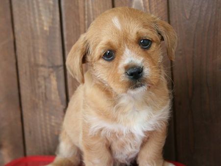 ഐടിഐയുടെ അഡ്മിറ്റ് കാര്‍ഡില്‍ പട്ടിയും