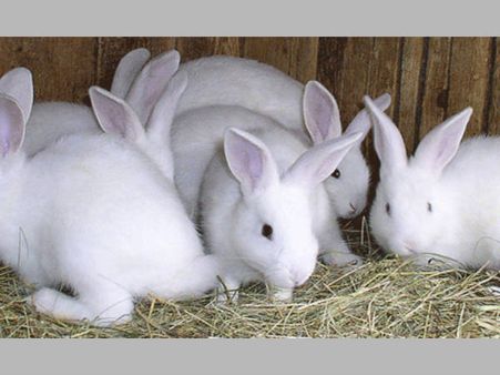 വിദ്യാര്‍ഥികള്‍ത്ത് മുന്നില്‍ മുയലിനെ കൊന്ന അധ്യാപകനെതിരെ അന്വേഷണം