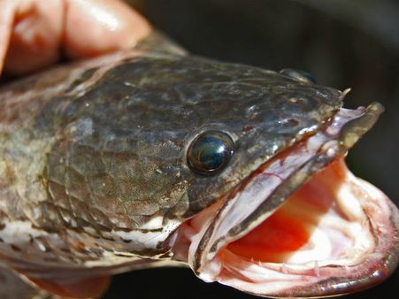 പ്രതിരോധ ശേഷി കൂട്ടാന്‍ പാമ്പിന്‍ തല ചവച്ചരച്ച മധ്യവയസ്‌ക്കന്‍ മരിച്ചു