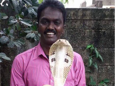 വാവ സുരേഷ് 'സ്വര്‍ണ മൂര്‍ഖനെ' പിടികൂടി