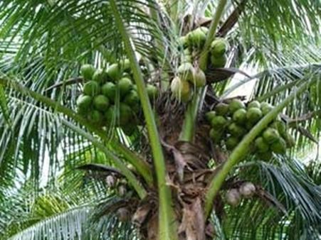 തെങ്ങിനുമുകളില്‍ പ്രേതം,പരിഹാരമായത് തെങ്ങ് കയറ്റക്കാരനെത്തിയതോടെ