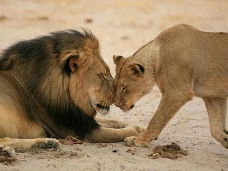 പ്രശസ്തനായ സിംഹത്തെ കൊന്ന ഡോക്ടര്‍ക്ക് ട്വിറ്റര്‍ പണി കൊടുത്തു