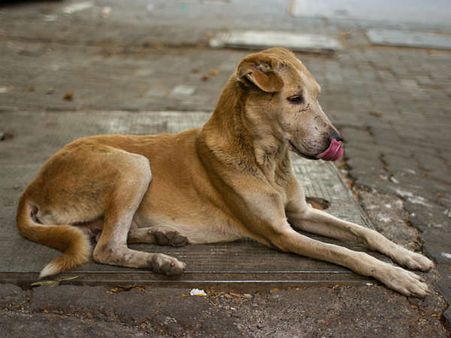 പട്ടിയിറച്ചി പാചകം ചെയ്യാന്‍ വിസമ്മതിച്ച കുട്ടികള്‍ക്ക് ക്രൂര മര്‍ദ്ദനം,ഹോട്ടലുടമ പിടിയില്‍