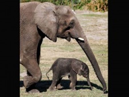 ജൂനിയര്‍ വീരപ്പന്‍? 20കാരന്‍ പ്രശാന്ത് 2 ആനകളെ കൊന്ന് കൊമ്പെടുത്തു!