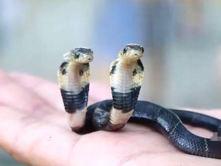 മൃഗശാലയില്‍ എത്തിയ ആ വിരുന്നുകാരന്‍ ആരാണെന്നോ, വീഡിയോ കാണൂ