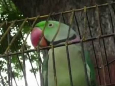 വൃദ്ധയെ ചീത്തവിളിച്ച തത്തയ്ക്കെതിരെ പൊലീസ് കേസെടുത്തു, 'റൗഡി' തത്തയുടെ വീഡിയോ കാണൂ