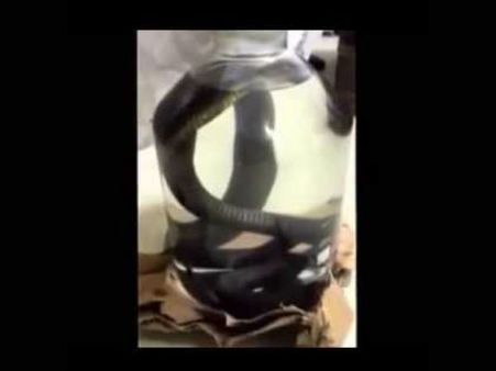 പാമ്പിനെ മദ്യത്തില്‍ മുക്കി ക്കൊല്ലുന്ന വീഡിയോ... എന്തിനാണിത്?