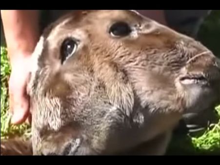 രണ്ടു വായയും നാല് കണ്ണും, പെറുവില്‍ പശുക്കുട്ടി പിറന്നത് ഇങ്ങനെ..