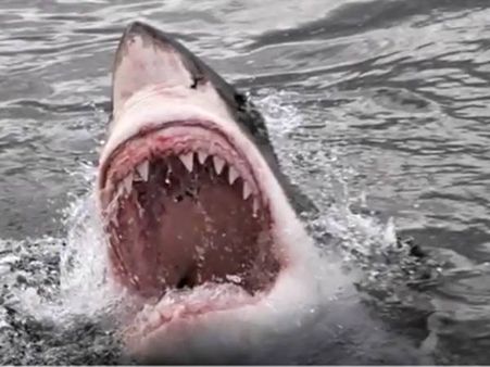 സ്രാവിന്റെ വായിലകപ്പെട്ട 10 വയസുകാരി അത്ഭുതകരമായി രക്ഷപ്പെട്ടു, വീഡിയോ കണാം