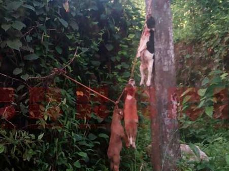 കതിരൂര്‍ മനോജിനെ വെട്ടിക്കൊന്ന സ്ഥലത്തെ വൈദ്യുതി പോസ്റ്റില്‍ പട്ടികളെ കെട്ടിത്തൂക്കി