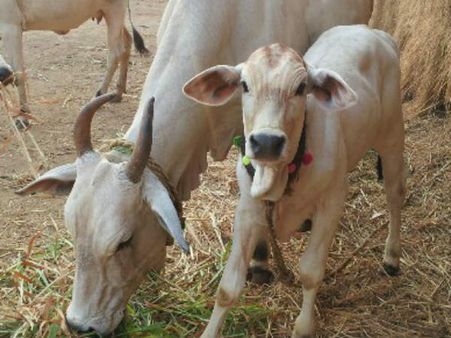 ബിപിഎല്‍ കാര്‍ക്ക് സൗജന്യമായി പശുവും, വിദ്യാര്‍ഥികള്‍ക്ക് ടാബും നല്‍കുമെന്ന് മുഖ്യമന്ത്രി