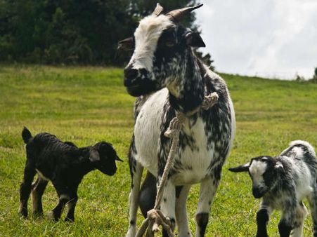 ഡെങ്കി പനി; ദില്ലിയില്‍ ഒരു ലിറ്റര്‍ ആട്ടിന്‍ പാലിന് 2000 രൂപ, പപ്പായ ഇലയ്ക്ക് 500 രൂപ !