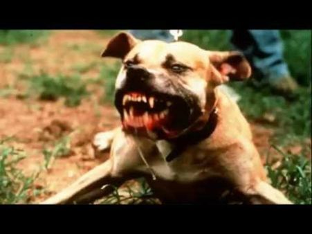 തെരുവു നായ്ക്കളെ കൊന്നാല്‍ ഇരുമ്പഴിയെണ്ണും