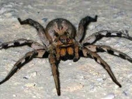 സ്‌പൈഡറിനെ കൊല്ലാന്‍ പെട്രോള്‍ പമ്പില്‍ തീയിട്ടു!!