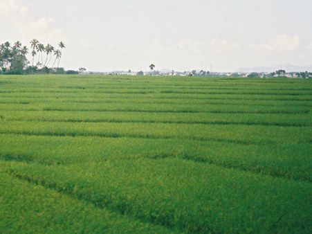 മഴ: അപ്രതീക്ഷിതമായി മടവീഴ്ച, സമയോചിതമായി കര്‍ഷകരുടെ ഇടപെടല്‍, സംരക്ഷിച്ചത് 380 ഏക്കര്‍ നെല്‍കൃഷി