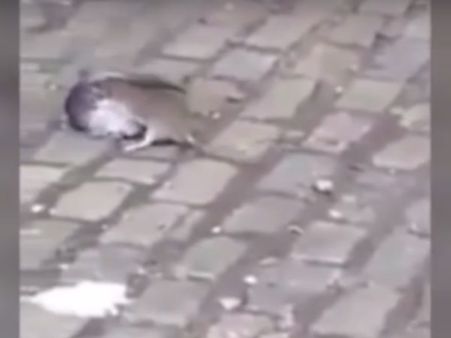 ഈ എലി ആളൊരു പുലിയാണ് കേട്ടോ...പ്രാവിനെ പിടിയ്ക്കും കൊല്ലും പിന്നെ തിന്നും, വീഡിയോ