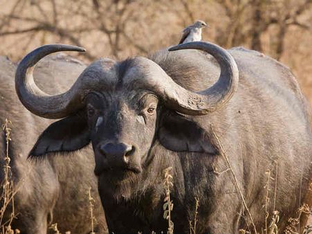 പോത്തിനെ കൊല്ലാനും സമ്മതിയ്ക്കില്ലെന്ന് ഹിന്ദു മഹാസഭ, ബീഫ് ഫ്രൈ ഓര്‍മയാകുമോ?