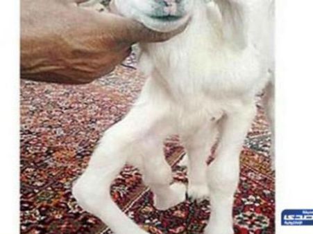 സൗദിയില്‍ ആറ് കാലുള്ള ആട് കൗതുകമാകുന്നു