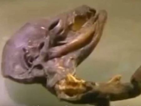 മനുഷ്യനെ പേടിപ്പെടുത്തുന്ന നിഗൂഢമായ പത്ത് ജീവികള്‍