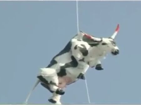 പശുവിനെ തൂക്കിലേറ്റി! ജയ്പൂരില്‍ പ്രതിഷേധം ആളിക്കത്തി