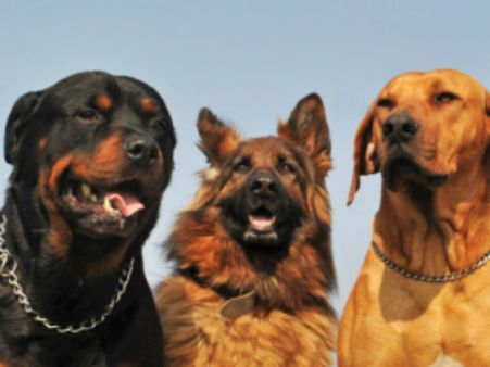 ഭാര്യയ്ക്ക് മരുന്ന് വാങ്ങാന്‍ ശന്പളം ചോദിച്ച തൊഴിലാളിയെ മുതലാളി നായ്ക്കളെ കൊണ്ട് കടിപ്പിച്ചു