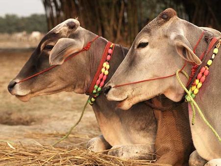 പശു ആണ് ഇത്തവണത്തെ 'പേഴ്‌സണാലിറ്റി ഓഫ് ദ ഇയര്‍', മോദിയേയും കടത്തിവെട്ടി!!!