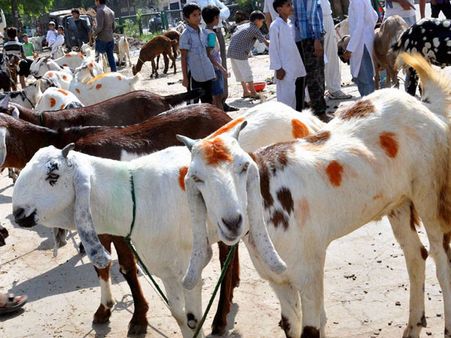 ക്രിസ്മസ് രാത്രിയില്‍ ആടിനെ പീഡിപ്പിച്ച പ്രതി അറസ്റ്റില്‍
