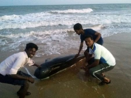 തൂത്തുക്കുടിയില്‍ നൂറോളം തിമിംഗലങ്ങള്‍ കരയ്ക്കടിഞ്ഞു