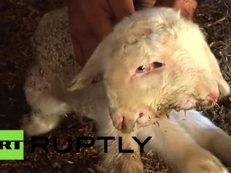 കാഴ്ചയില്‍ ഈ ആടൊരു ഭീകരനാണ്....പക്ഷേ സ്വഭാവം കണ്ടാല്‍ ഇഷ്ടം തോന്നും, വീഡിയോ