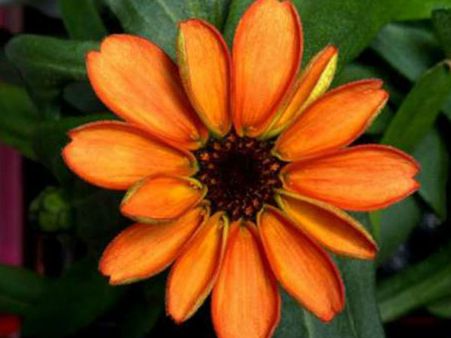 ലോകത്തിലെ ഏറ്റവും മനോഹരമായ പുഷ്പം... അത് വിരിഞ്ഞത് ഭൂമിയിലല്ല!!!