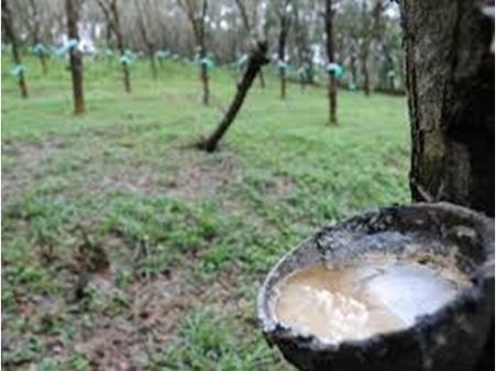 സ്വാഭാവിക റബ്ബറിന്റെ ഇറക്കുമതി നിരോധിച്ചു, ജോസ് കെ മാണിയുടെ സമരം ഫലം കണ്ടോ?